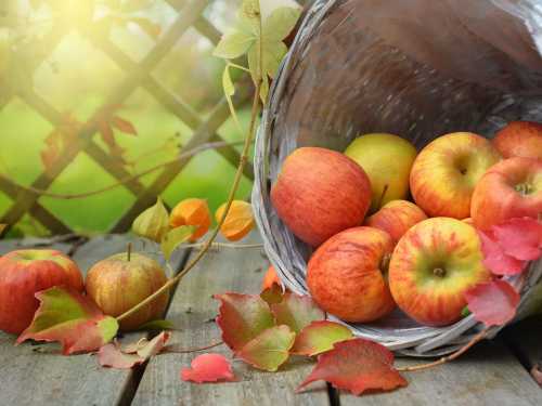 Свіжі, печені чи сушені: які яблука найбільш корисні для здоров'я - INFBusiness