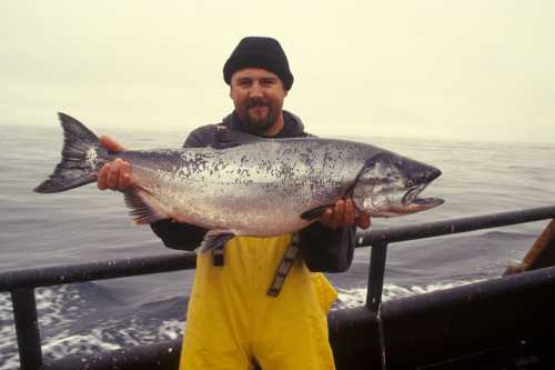 Консервований тунець — користь і шкода, скільки можна їсти - INFBusiness