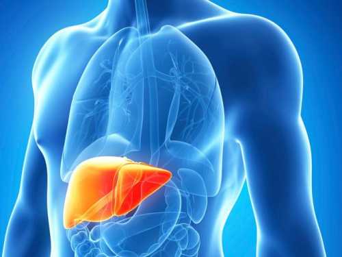 5 ранніх ознак, що ваша печінка набухла і сповнена токсинів - INFBusiness