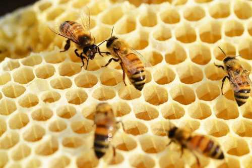 «Бджолиний хліб»: що це таке і чим він корисний для здоров'я людей - INFBusiness