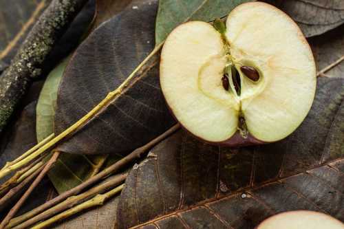 Користь кісточок з яблук для здоров'я та скільки їх можна з'їдати в день - INFBusiness