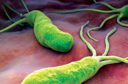 Ось як позбутися від Helicobacter pylori, що викликають печію, виразку та здуття живота - INFBusiness