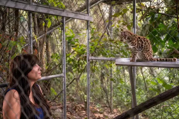 Дослідниця National Geographic Паола Ногалес-Аскарунц, яка очолювала дослідження, що ідентифікувало Leopardus tilcayo як новий вид, спостерігає за кішкою в притулку для тварин Senda Verde в регіоні Юнгас, Болівія.