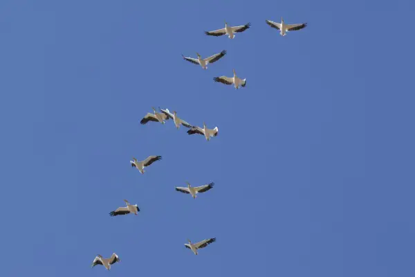 A flock of birds was mistaken for a drone