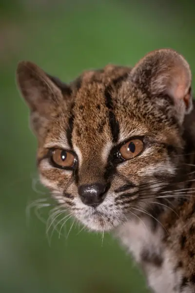Крупний план кішки Leopardus tilcayo, єдиної відомої особини нововиявленого виду, що утримується в умовах притулку, виявленої в результаті дослідження під керівництвом дослідниці National Geographic Паоли Ногалес-Аскарунц, Болівія.